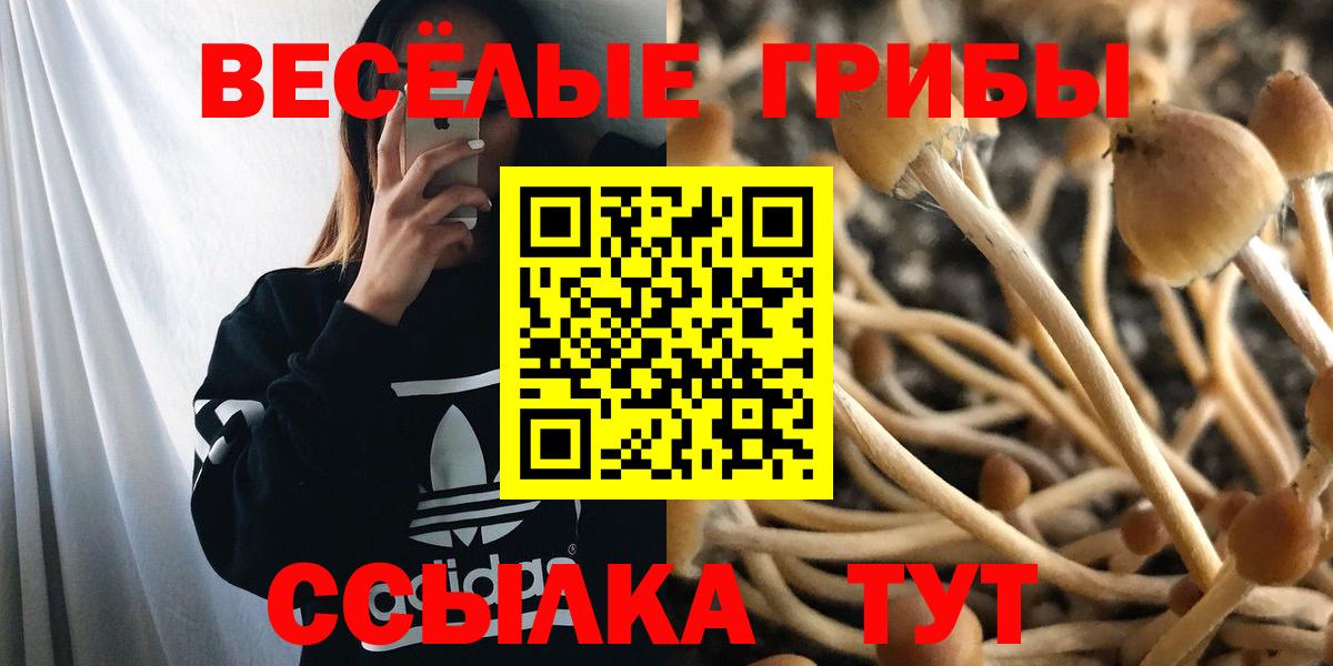 Галлюциногенные грибы Psilocybe Партизанск
